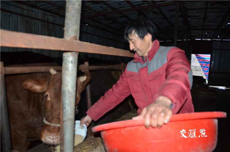他靠养牛脱贫致富:要过好日子还靠自己干!